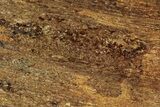 Polished Golden Amphibolite Slab - Western Australia #221673-1